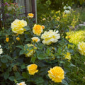 Rosa 'BAIage'  - Easy Elegance® High Voltage Rose