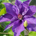 Clematis 'Lindsay'  - Lindsay Clematis