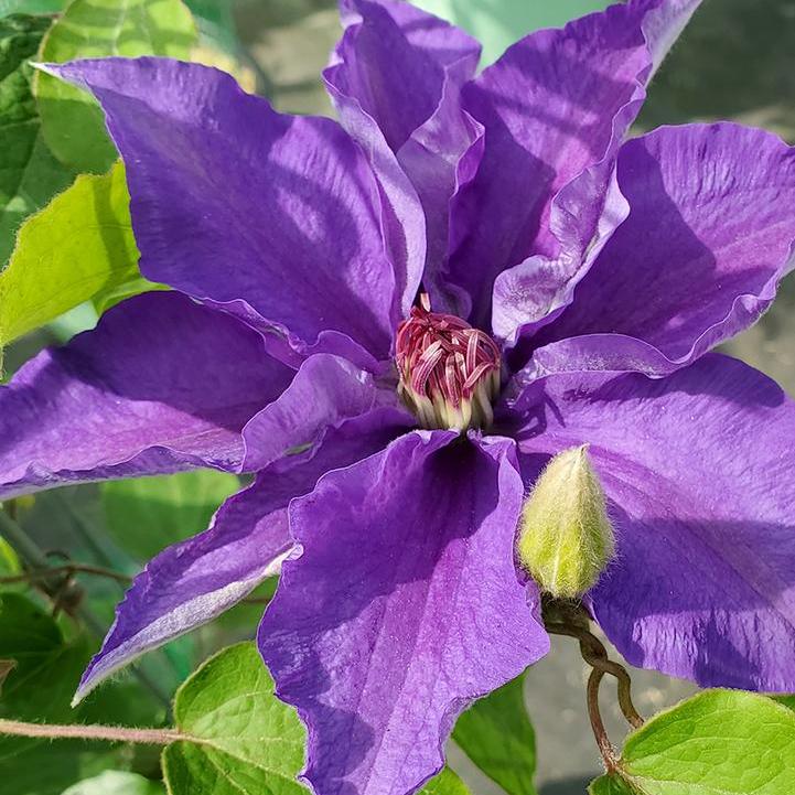 Clematis 'Lindsay'  - Lindsay Clematis