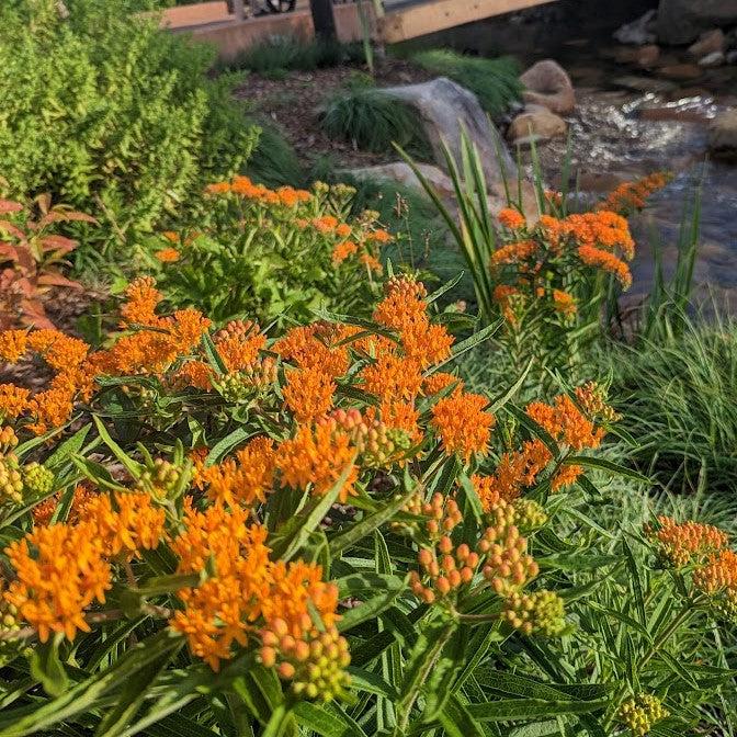 Asclepias tuberosa  - Butterfly Weed