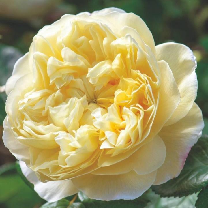 Rosa 'Auspeet'  - Charles Darwin® Rose