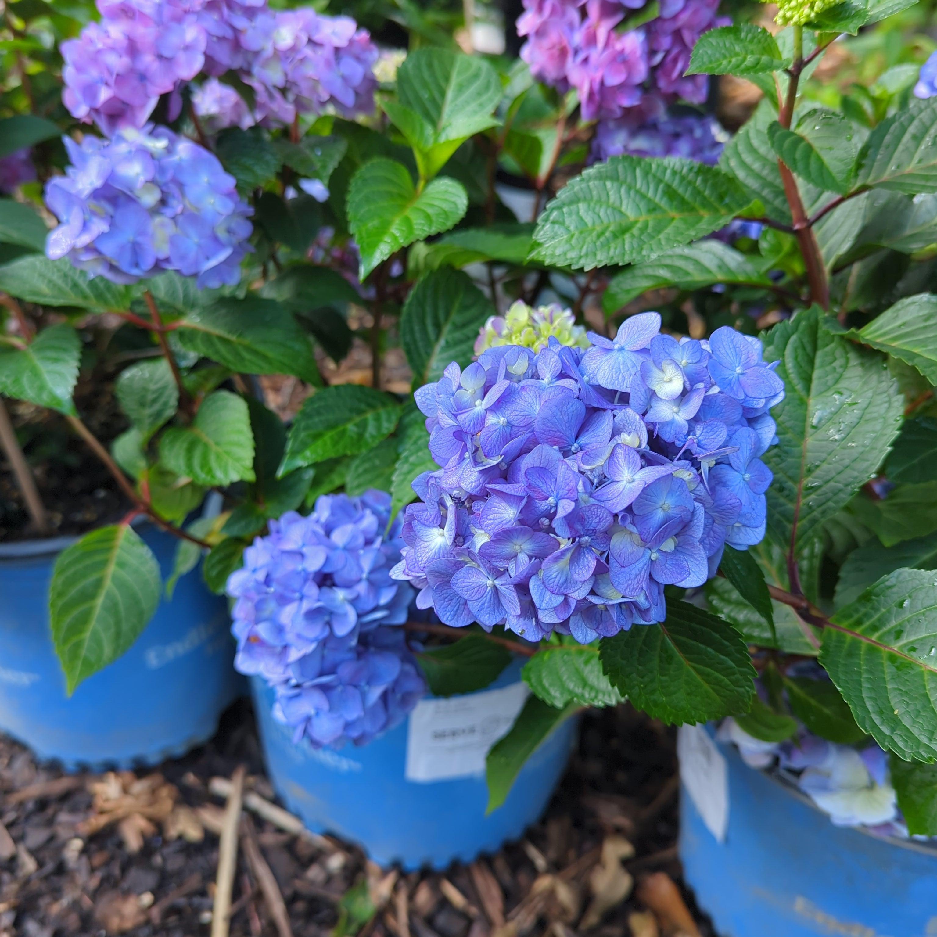Hydrangea macrophylla 'P11HM-11'  - Endless Summer® Bloomstruck® Hydrangea