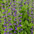 Baptisia 'Periwinkle Popsicle'  - Decadence® Periwinkle Popsicle False Indigo