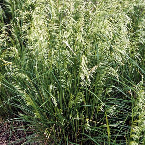Deschampsia cespitosa 'Pixie Fountain'  - Pixie Fountain Tufted Hair Grass