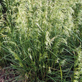 Deschampsia cespitosa 'Pixie Fountain'  - Pixie Fountain Tufted Hair Grass