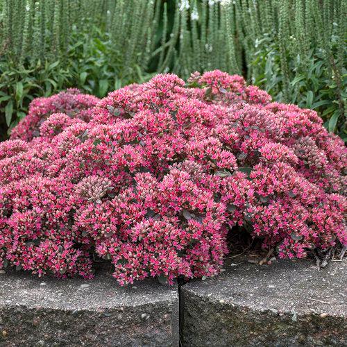 Popstar Stonecrop (Sedum 'Popstar') — Drought-Tolerant Pink Succulent Perennial