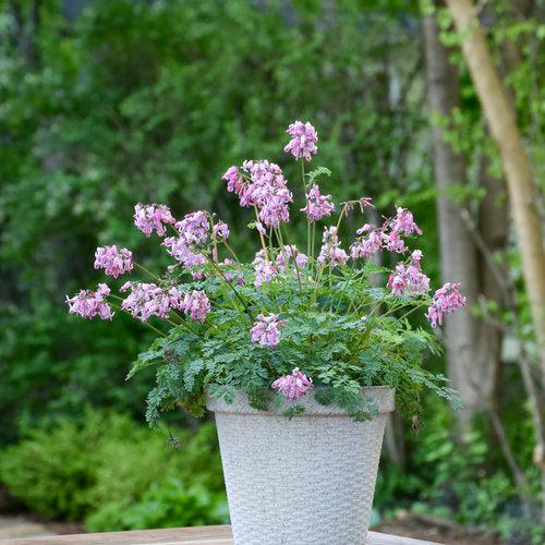 Dicentra 'Pink Diamonds'  - Pink Diamonds Bleeding Heart