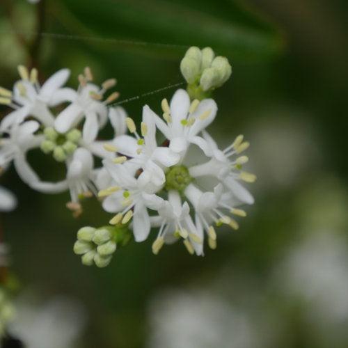 Heptacodium miconioides 'SMNHMRF'  - Temple of Bloom® Seven-Son Flower