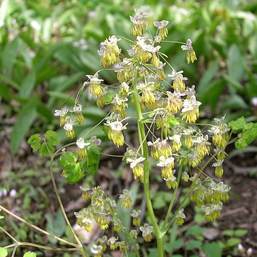 Thalictrum dioicum  - Early Meadow-Rue