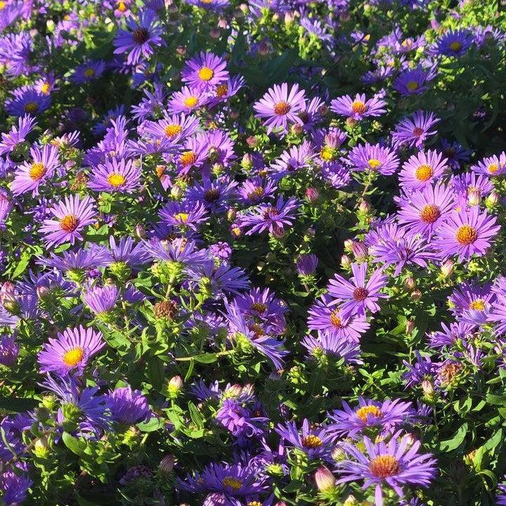Aster oblongifolium 'Twilight Sky'  - Twilight Sky Aromatic Aster