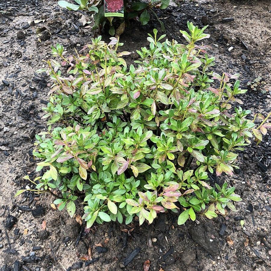 Azalea x 'Girard's Fuchsia'  - Girard's Fuchsia Azalea