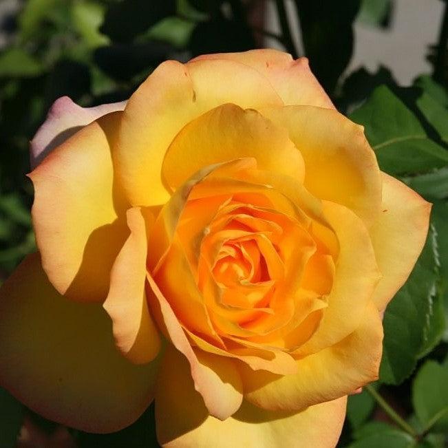 Rosa 'Aroyqueli'  - Gold Medal® Rose