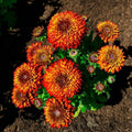 Rudbeckia hirta ‘Holtsosis851’  - Solar Sisters™ Black-eyed Susan