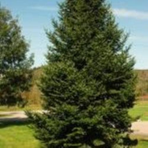 Abies balsamea  - Balsam Fir