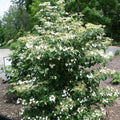 Viburnum plicatum var. tomentosum 'Summer Snowflake'  - Summer Snowflake Viburnum