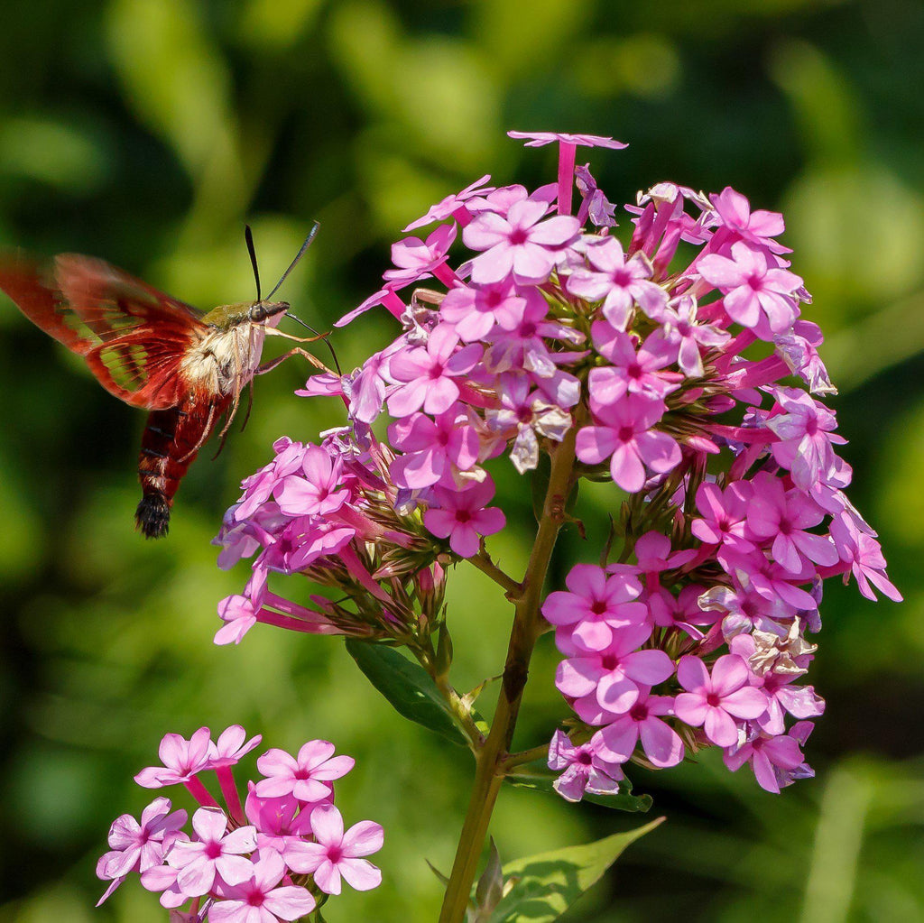Phlox paniculata ‘Jeana’  - Jeana Garden Phlox