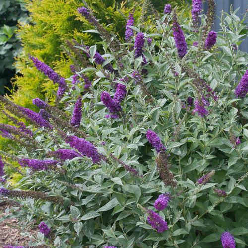 Buddleia x 'Miss Violet' PP #28,448  - Miss Violet Butterfly Bush