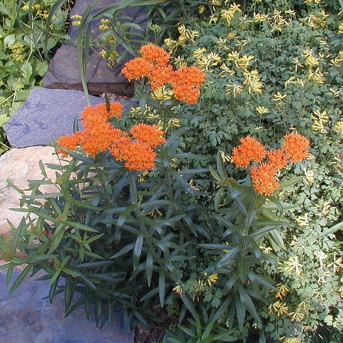 Asclepias tuberosa  - Butterfly Weed