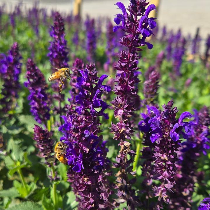 Salvia x nemorosa 'Balsalpur154'  - Perpetual Purple™ Meadow Sage