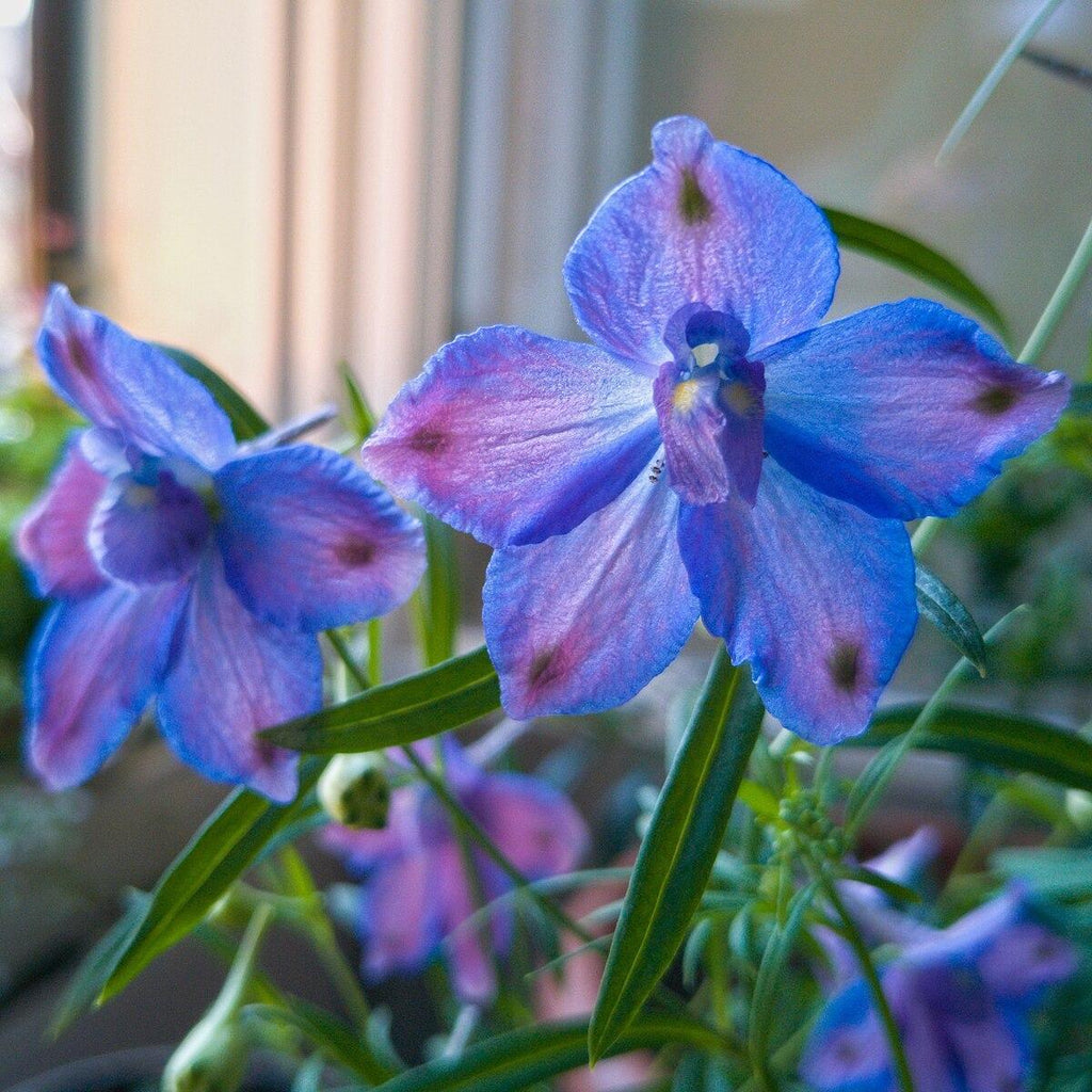 Delphinium grandiflorum 'Blue Butterfly'  - Blue Butterfly Delphinium