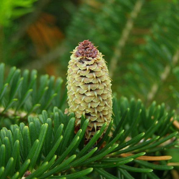 Abies fraseri  - Fraser Fir