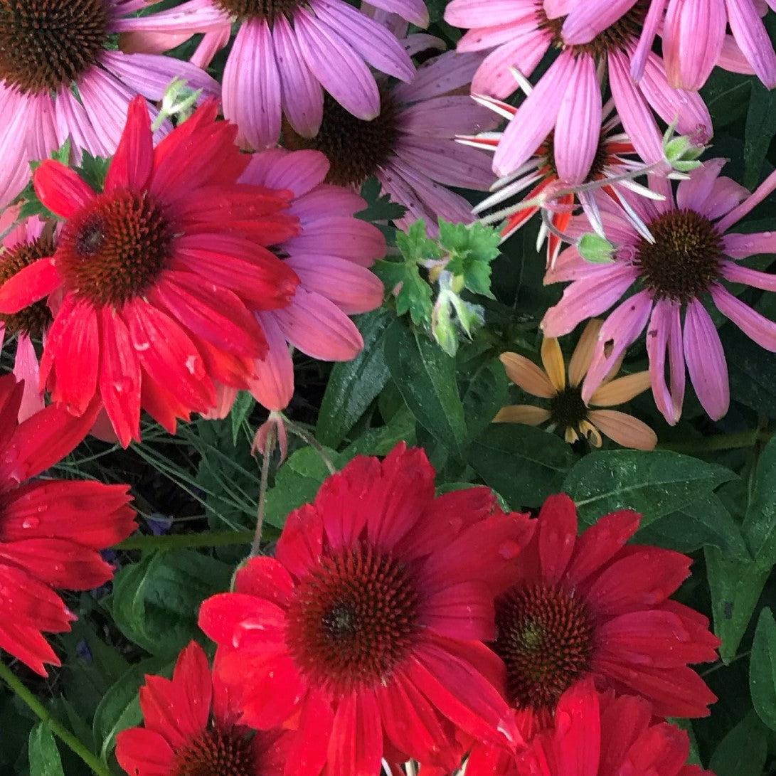 Echinacea x 'Balsomsed' PP23105  - Sombrero® Salsa Red Coneflower