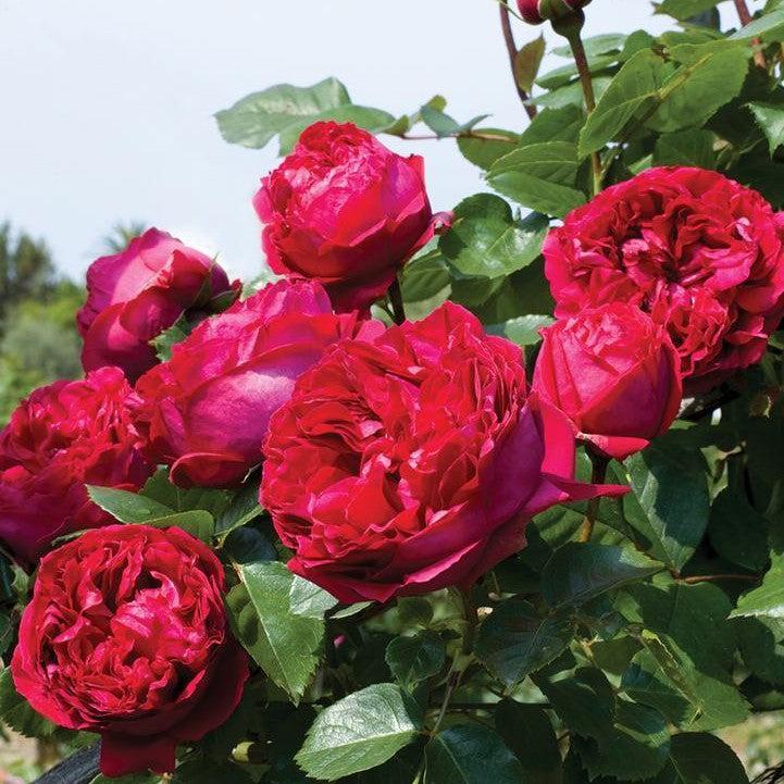 Rosa 'Meidrason'  - Eden Climber® Red Rose