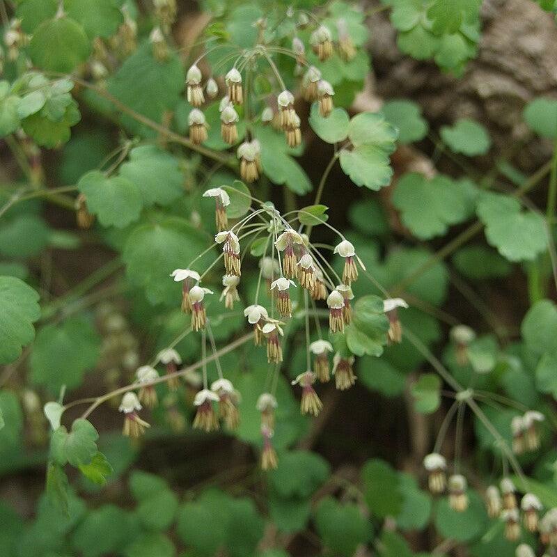 Thalictrum dioicum  - Early Meadow-Rue