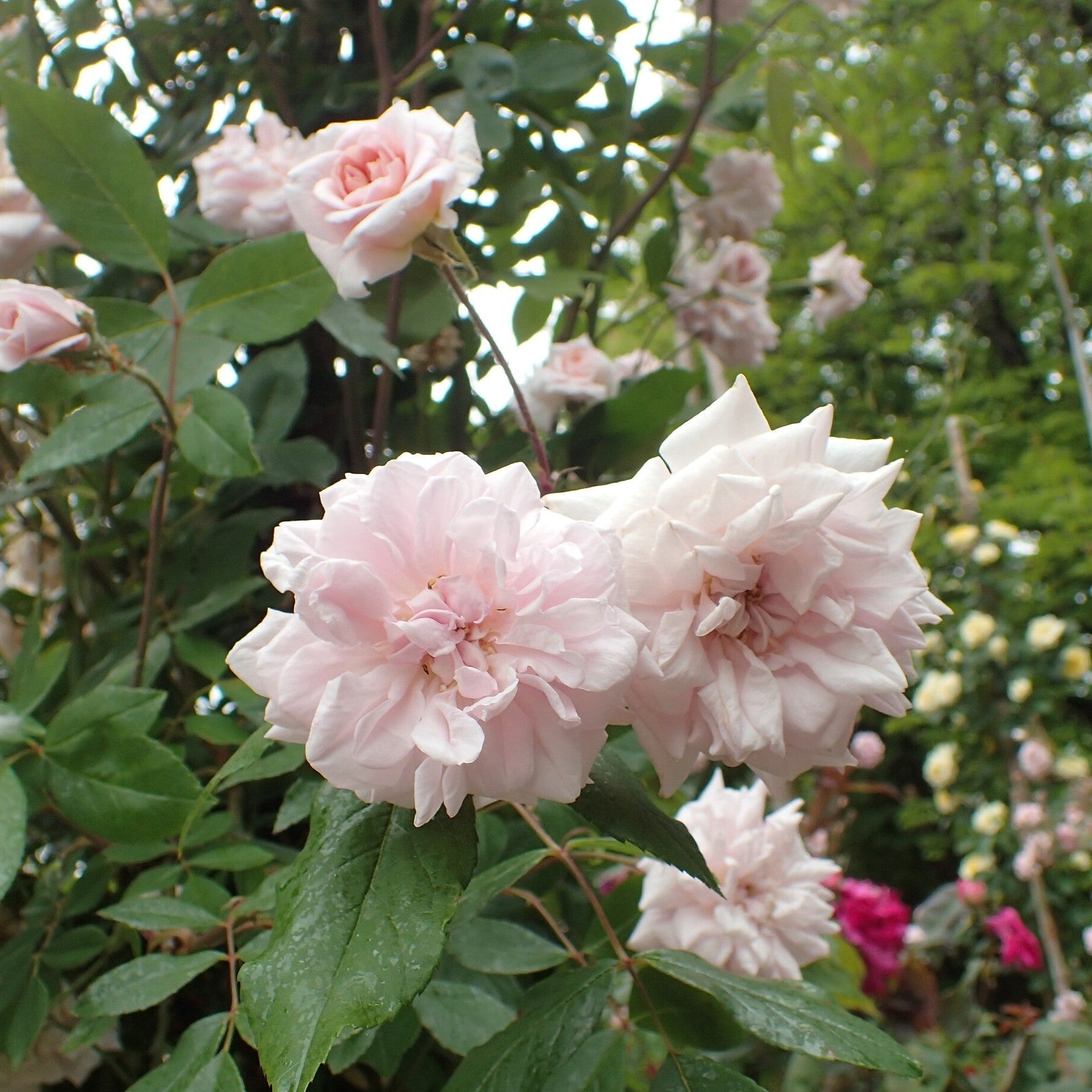 Rosa ‘Cecile Brunner’  - Cecile Brunner™ Climbing Rose