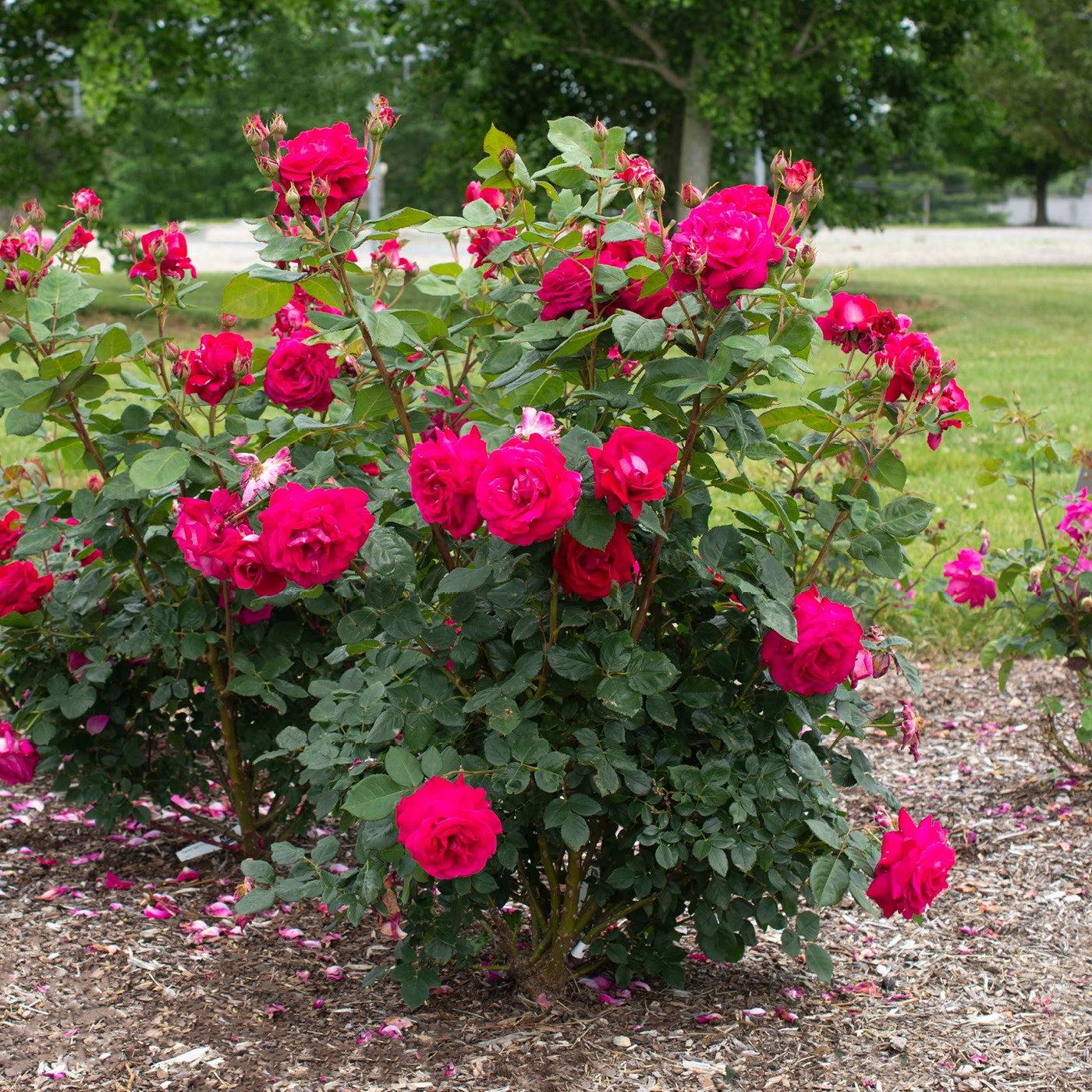 Rosa 'Meithatie' PP 30,860  - Bloomables® Sweet Spirit™ Rose