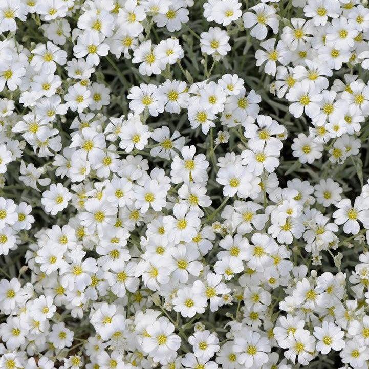 Cerastium tomentosum 'YoYo'  - Yo Yo Snow in Summer