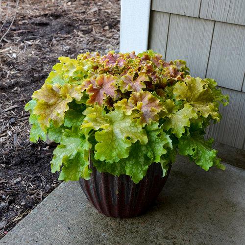 Heuchera 'Apple Twist' PP31,221  - PW® Dolce® Apple Twist Heuchera