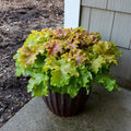 Heuchera 'Apple Twist' PP31,221  - PW® Dolce® Apple Twist Heuchera