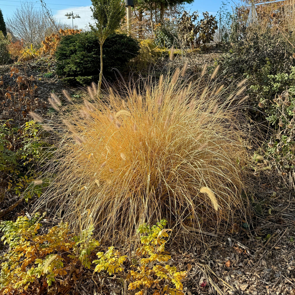 Pennisetum alopecuroides 'TIFT PA18'  - Cayenne™ Fountain Grass