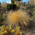 Pennisetum alopecuroides 'TIFT PA18'  - Cayenne™ Fountain Grass