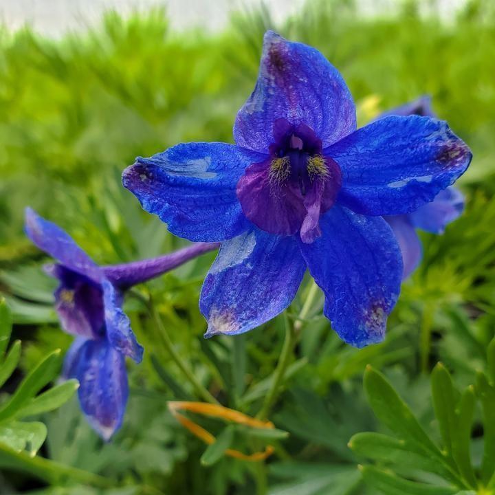 Delphinium grandiflorum 'Blue Butterfly'  - Blue Butterfly Delphinium