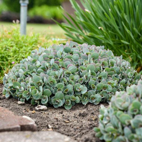Popstar Stonecrop (Sedum 'Popstar') — Drought-Tolerant Pink Succulent Perennial