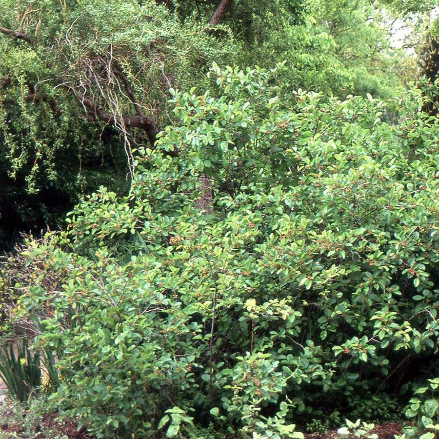 Amelanchier alnifolia 'Regent'  - Regent Serviceberry