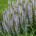 Salvia nemorosa ‘Perfect Profusion’  - Perfect Profusion Meadow Sage