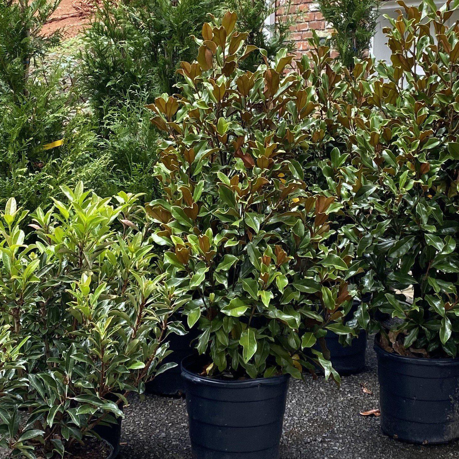 Magnolia grandiflora 'Bracken's Brown Beauty'  - Bracken's Brown Beauty Southern Magnolia