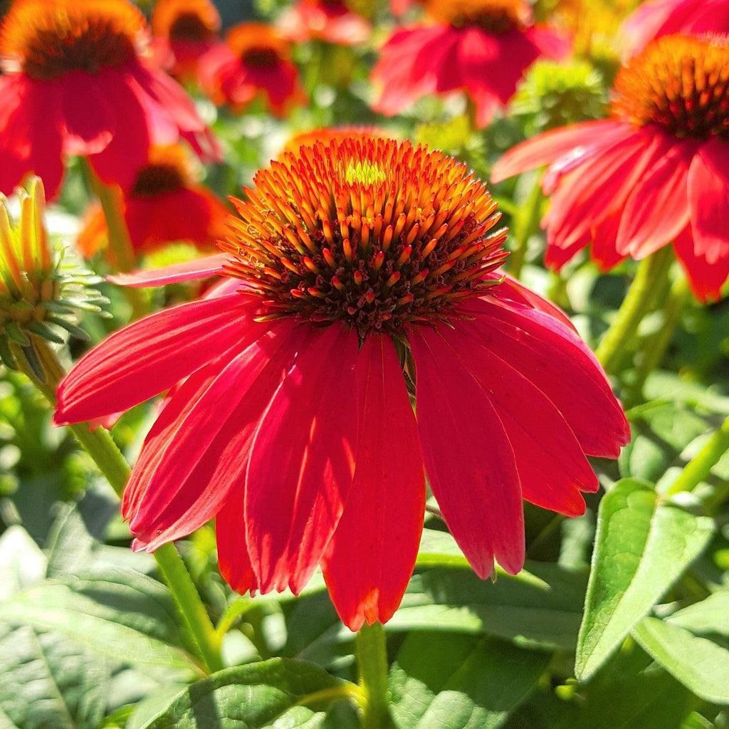 Echinacea 'Panama Red'  - Panama® Red Coneflower