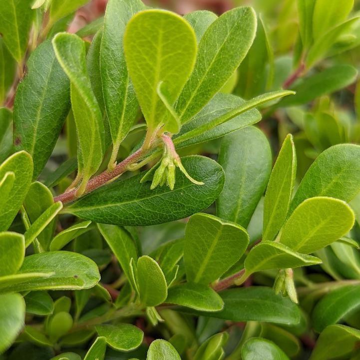 Arctostaphylos uva-ursi 'Massachusetts'  - Massachusetts Bearberry