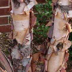 Betula nigra  - River Birch