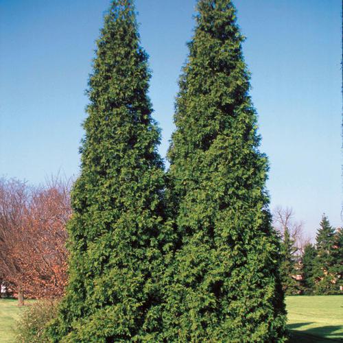 Thuja plicata 'Grovepli'  - Spring Grove® Arborvitae