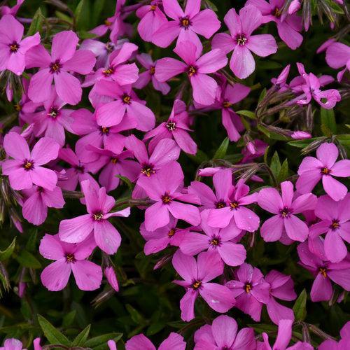 Phlox x 'Magenta Sprite'  - PW® Magenta Sprite Phlox