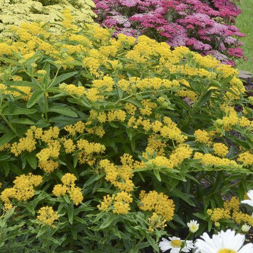 Asclepias tuberosa 'Hello Yellow'  - Hello Yellow Butterfly Weed