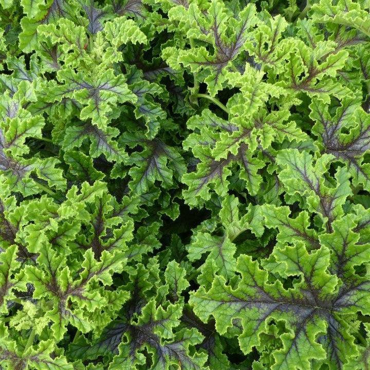 Pelargonium quercifolium  - Oakleaf Geranium
