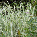 Miscanthus sinensis 'Rigoletto'  - Rigoletto Maiden Grass