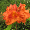 Rhododendron 'Gibraltar'  - Gibraltar Azalea (Exbury hybrid)