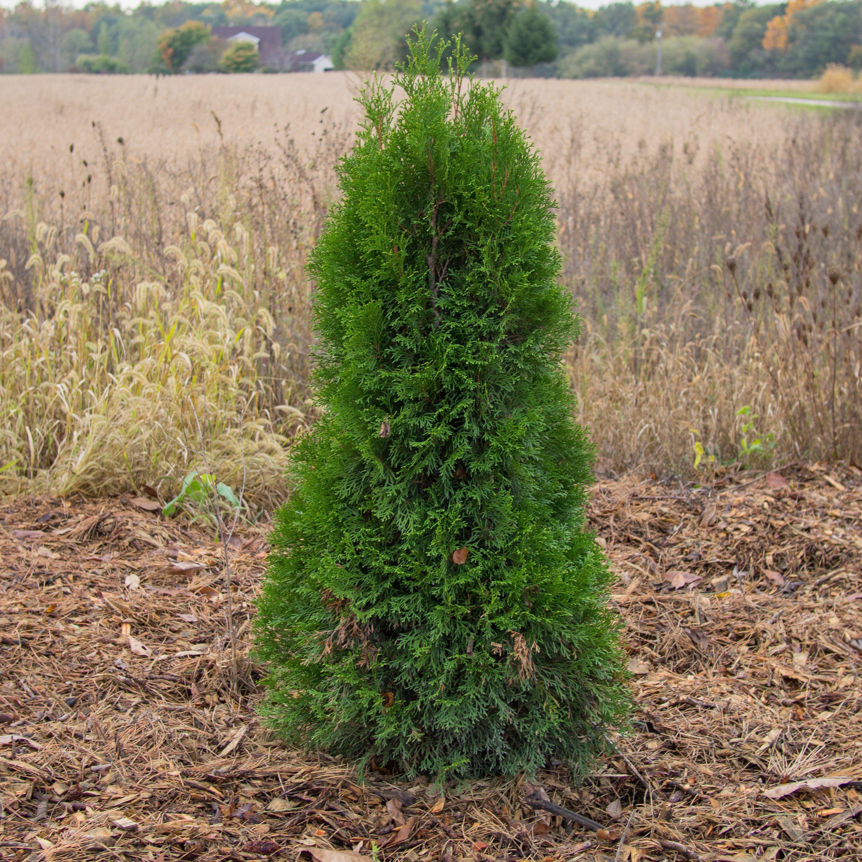 Thuja occidentalis 'Smaragd'  - Emerald Green Arborvitae